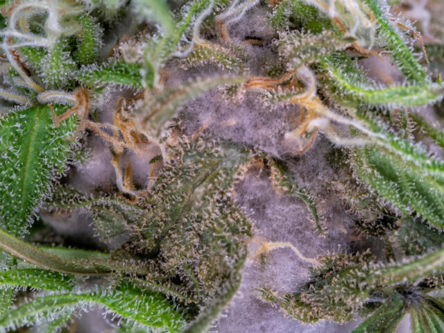 Stop Botrytis in Cannabis Before It Starts