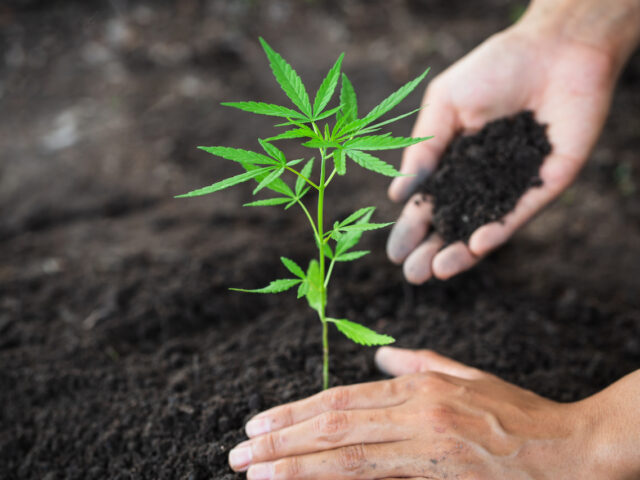 Unlocking the Secrets of Cannabis Nutrients: A Guide to Growing the Best Cannabis