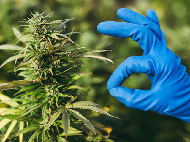 Clean Cannabis: Why Measuring Contaminants is Crucial for Ensuring Safe Consumption