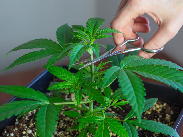Maximizing Your Cannabis Crop: A Guide to Topping Weed Plants
