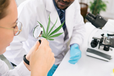 Cannabis Residual Solvent Testing in California