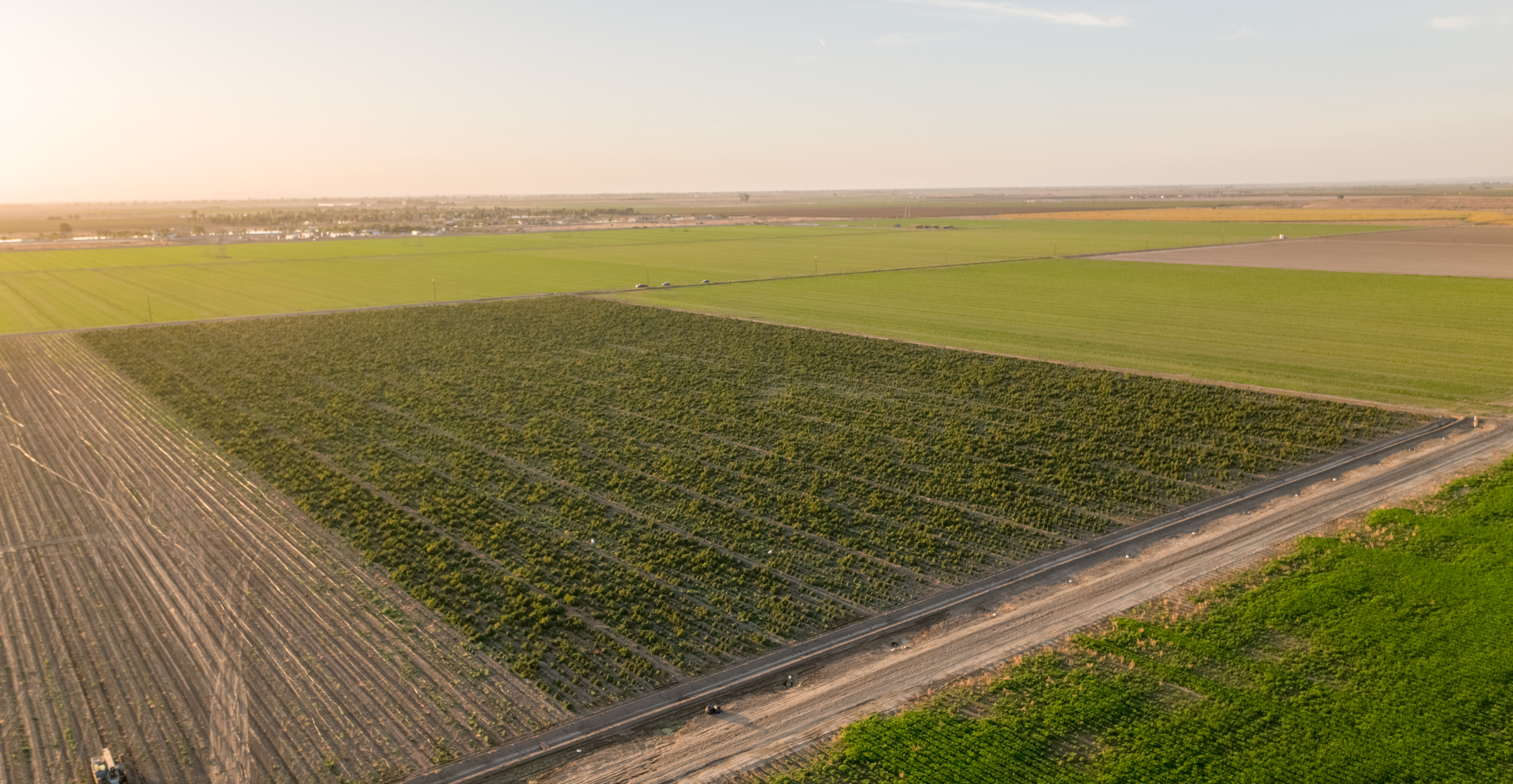 The Expansive Growth of California's Legal Marijuana Market