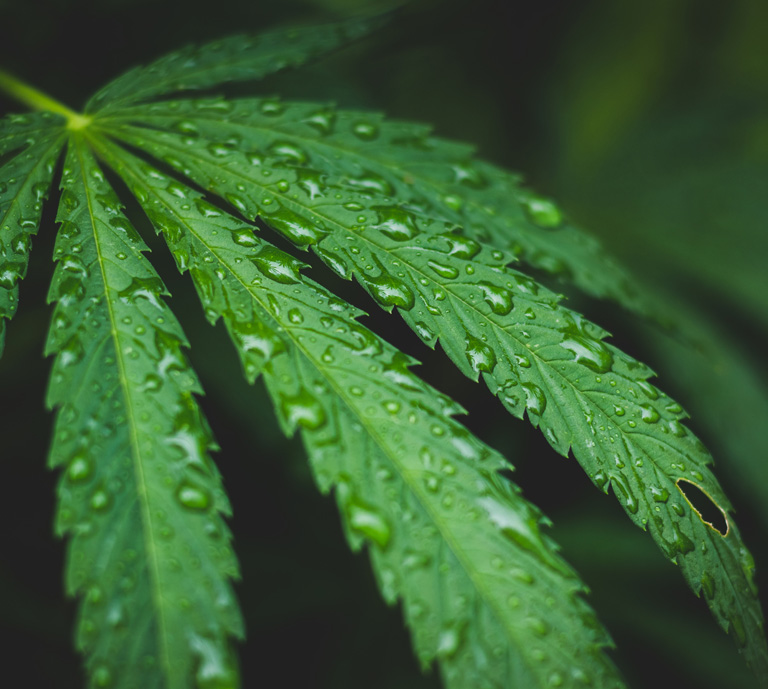 Cannabis Water Activity And Moisture Content Testing In California ...