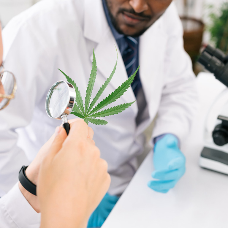 researchers-checking-a-cannabis-leaf