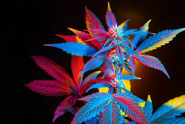 Cannabis Compliance Testing in California