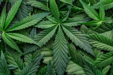 Cannabis Heavy Metal Testing in California