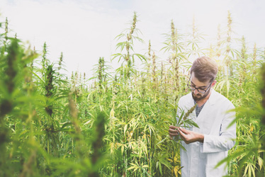Cannabis Nutrient Content Testing in California
