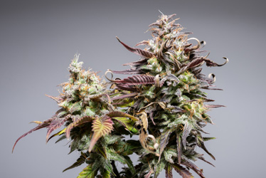 Cannabis Potency Testing in California
