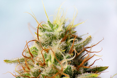 Cannabis Terpene Testing in California