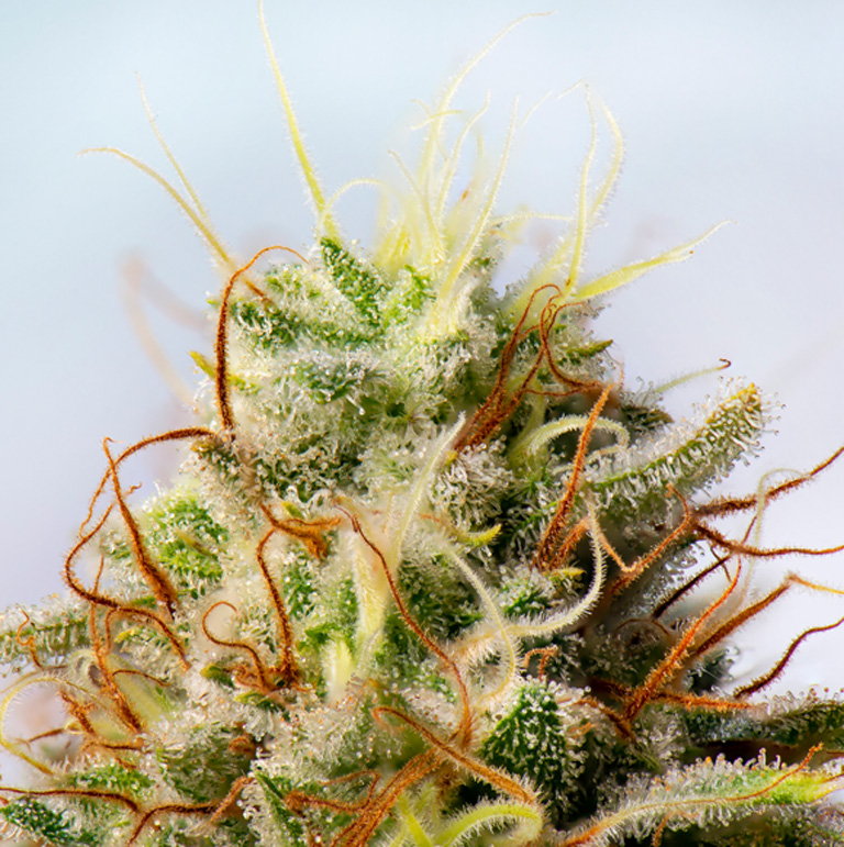 cannabis-flower-with-visible-trichomes