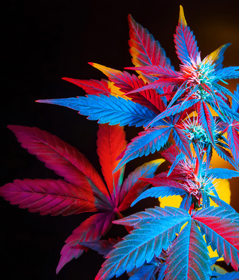 cannabis-plant-with-colorful-leaves cannabis-plant-with-colorful-leaves