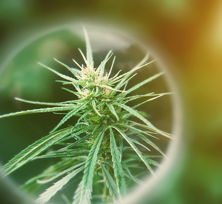 concept-of-studying-the-effect-of-cannabis-on-health concept-of-studying-the-effect-of-cannabis-on-health