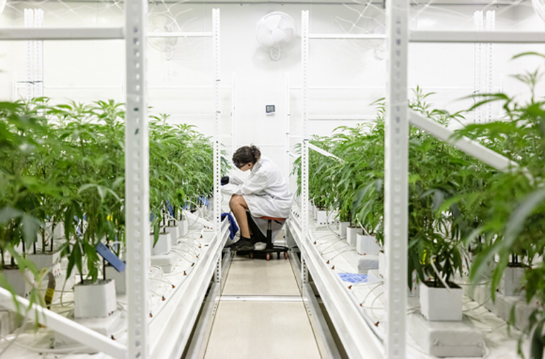 Cannabis Heavy Metal Testing in California California's Leading