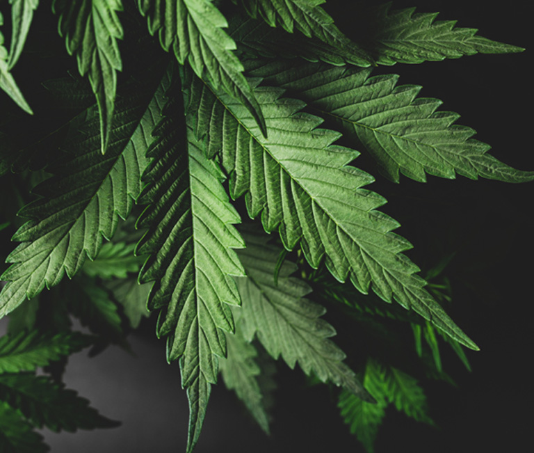 large-leaves-of-indica-marijuana large-leaves-of-indica-marijuana