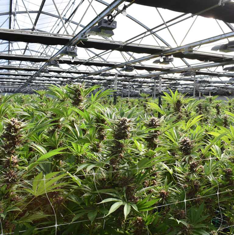 photo-showing-industrial-cannabis-production-inside-a-greenhouse photo-showing-industrial-cannabis-production-inside-a-greenhouse