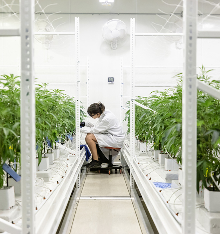 Cannabis Mycotoxins Testing in California California's Leading Cannabis Testing Lab