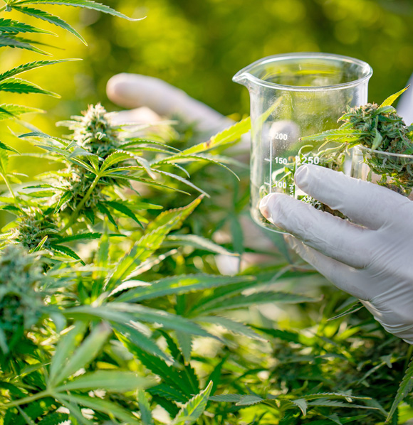 scientist-selecting-cannabis-for-testing scientist-selecting-cannabis-for-testing