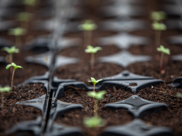 How to Germinate Your Cannabis Seeds: A Step-by-Step Guide to Successful Propagation