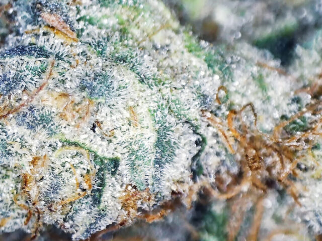 An Overview of the Wedding Cake Cannabis Strain
