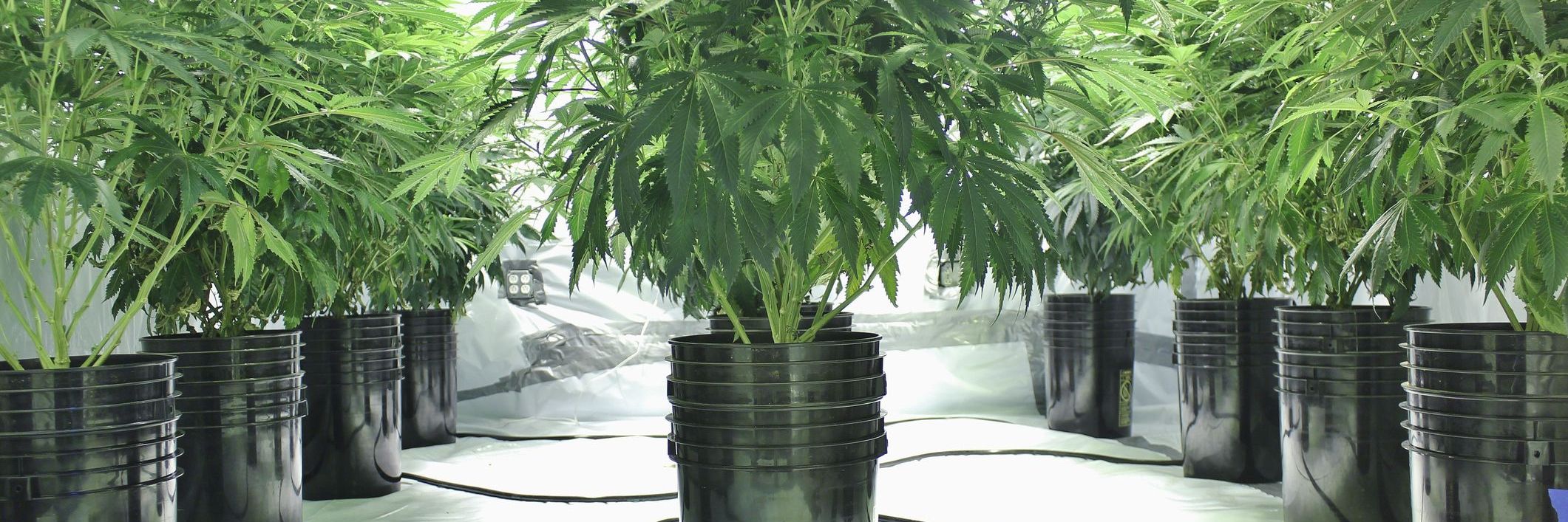 Understanding the Impact of Soil vs. Hydroponic Nutrients Testing and