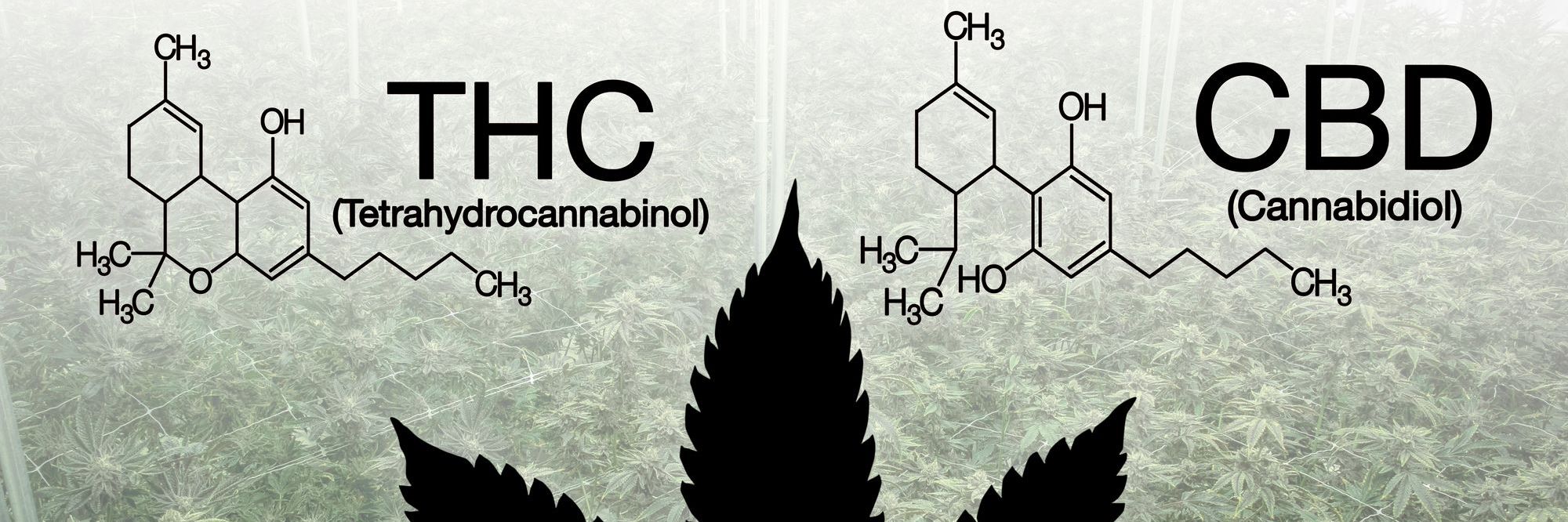 Challenges and Innovations in THC and CBD Testing Methods California